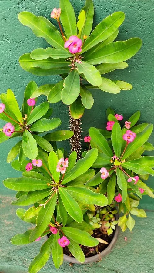 Marvel Hills Kandy